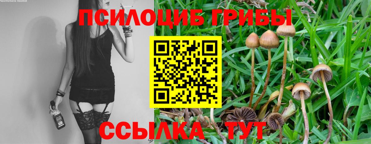 Псилоцибиновые грибы мицелий  Псилоцибиновые грибы Psilocybe  Ессентуки 